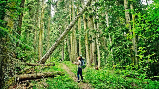 Borjomi in the vicinity