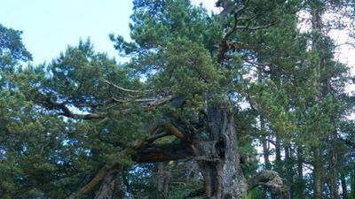 Hotel Tusheti-travel_8