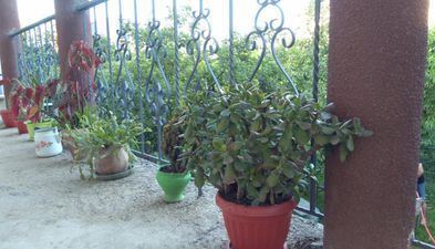 Guest house In Tbilisi_5