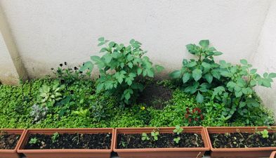 Central apartments_2