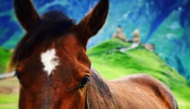 Guesthouse Beqa Naveriani in Zhabeshi_3