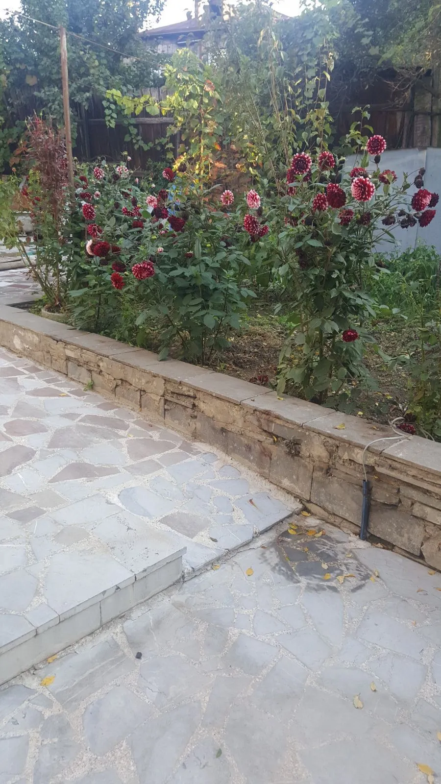 Green House — Photo 2