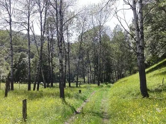 Sioni — Photo 4