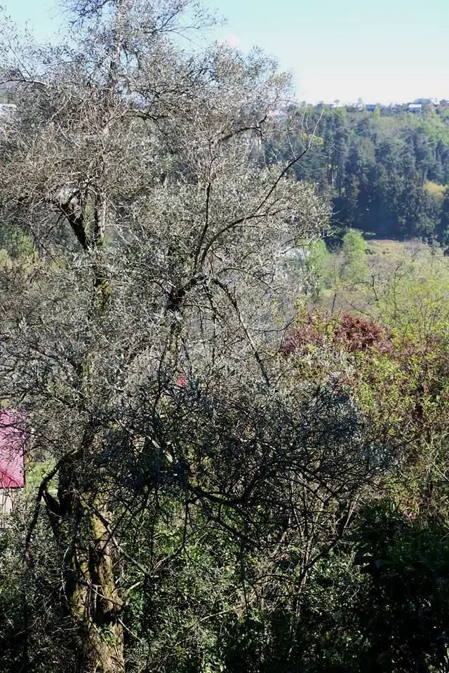 ELDARI — Photo 1