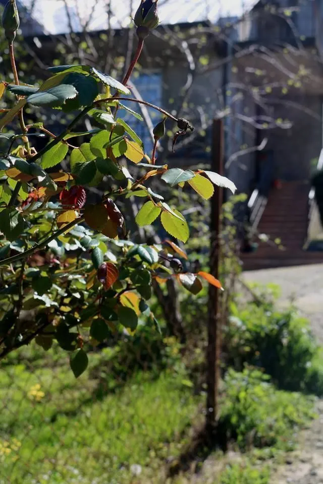 ELDARI — Photo 8