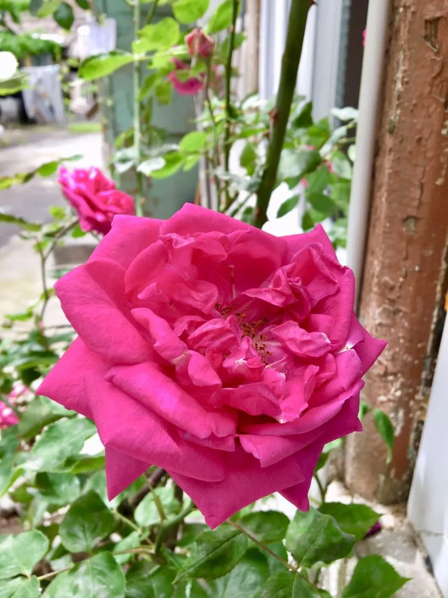 Lilu’s home — Photo 8