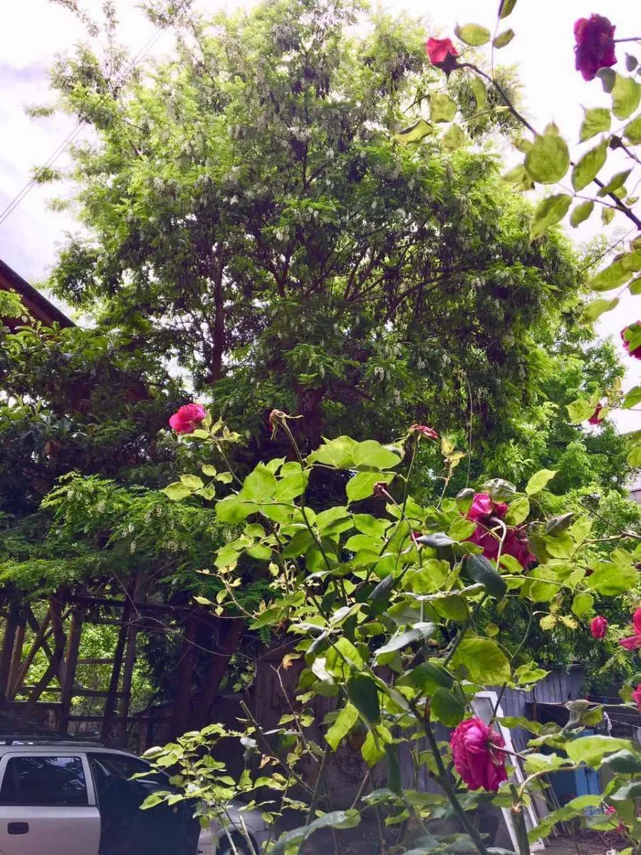 Lilu’s home — Photo 4