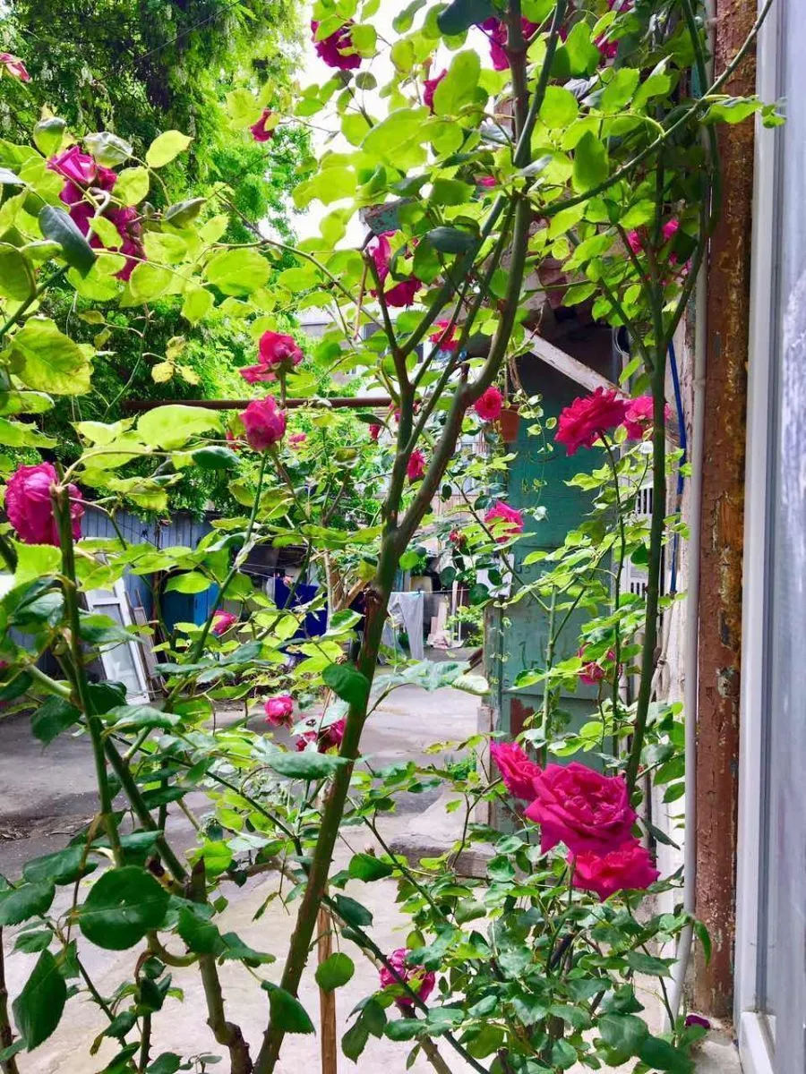 Lilu’s home — Photo 3