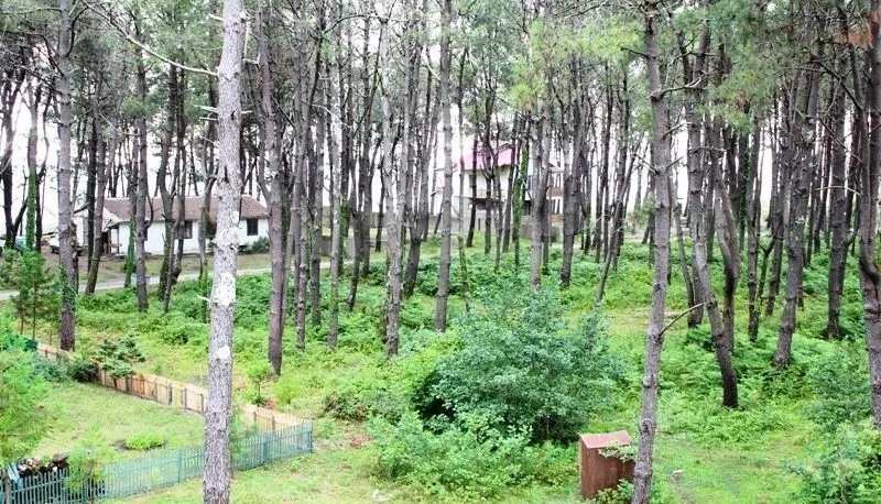 Daviti — Photo 2