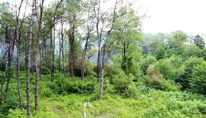 Daviti — Photo 3