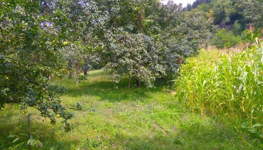 Oasis — Photo 7