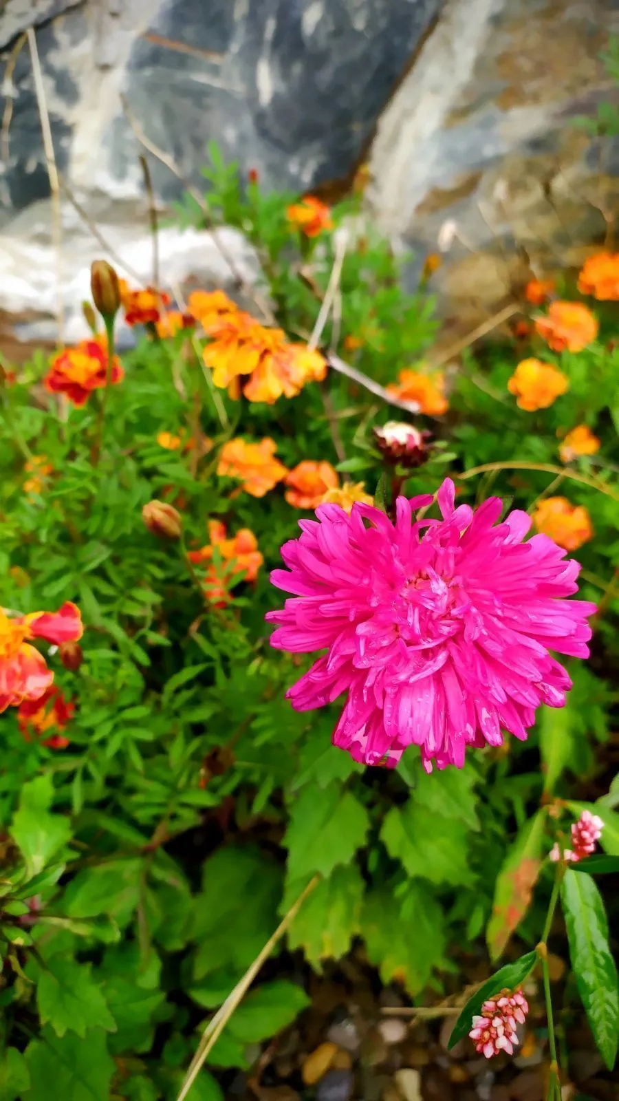 Panorama plus — Photo 3