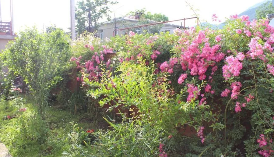 Edena — Photo 2