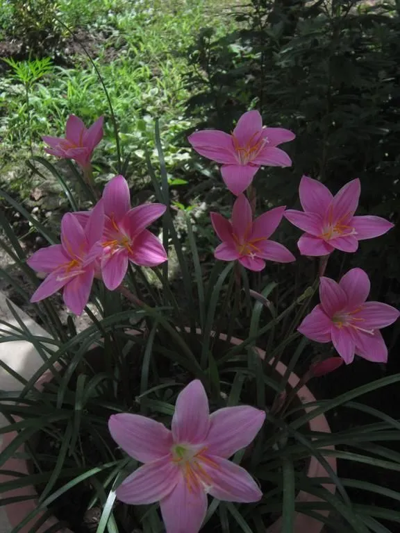Edena — Photo 4