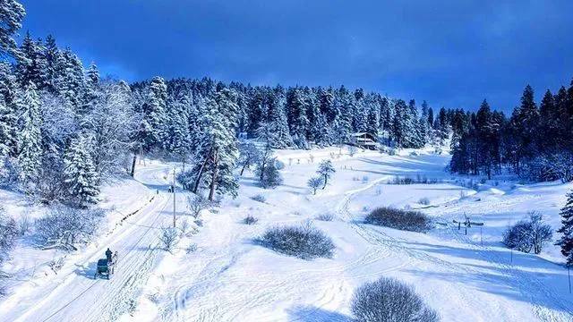 m25 in Bakuriani — Photo 6