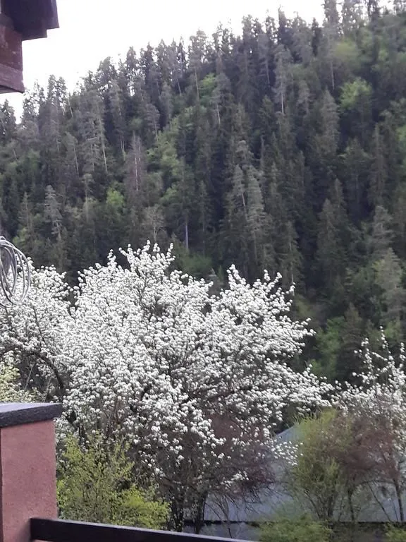 Cottage in Likani — Photo 8