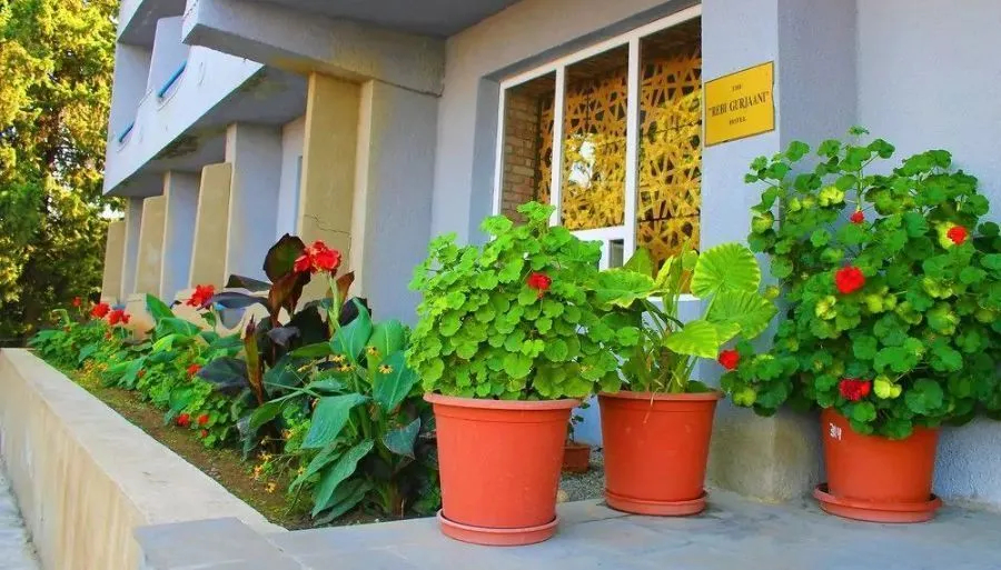 Rebi Gurjaani — Photo 3