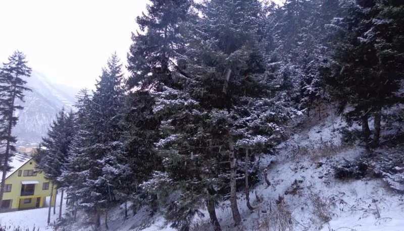 Borjomi Forest — Photo 10