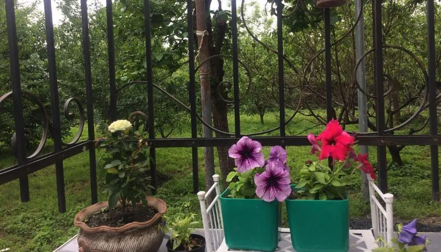 Violet — Photo 5