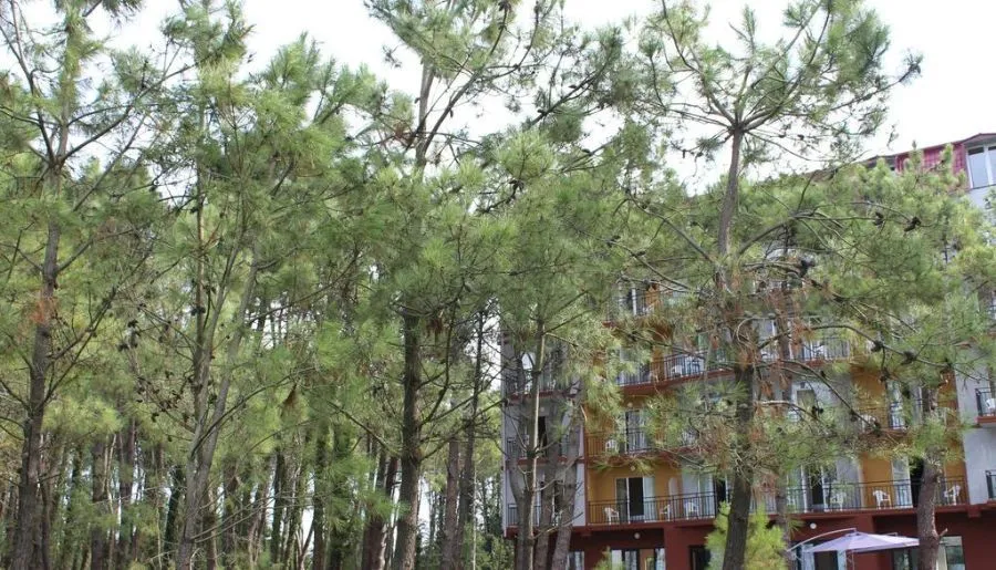 IVERIA ELLI — Photo 2