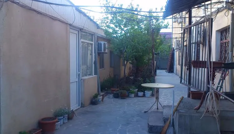 Olive — Photo 3