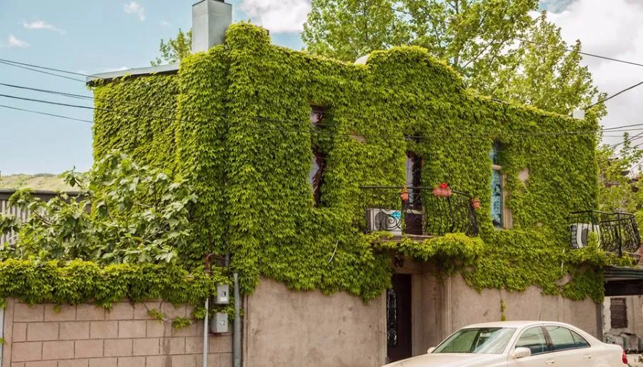 Green House — Photo 2