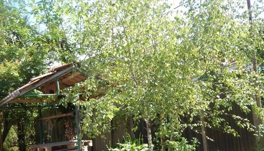 Mishiko — Photo 7