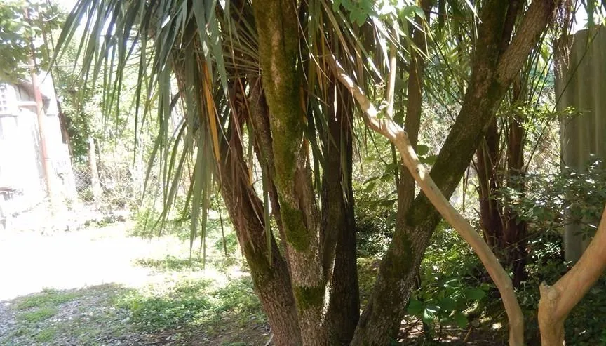 Mishiko — Photo 12