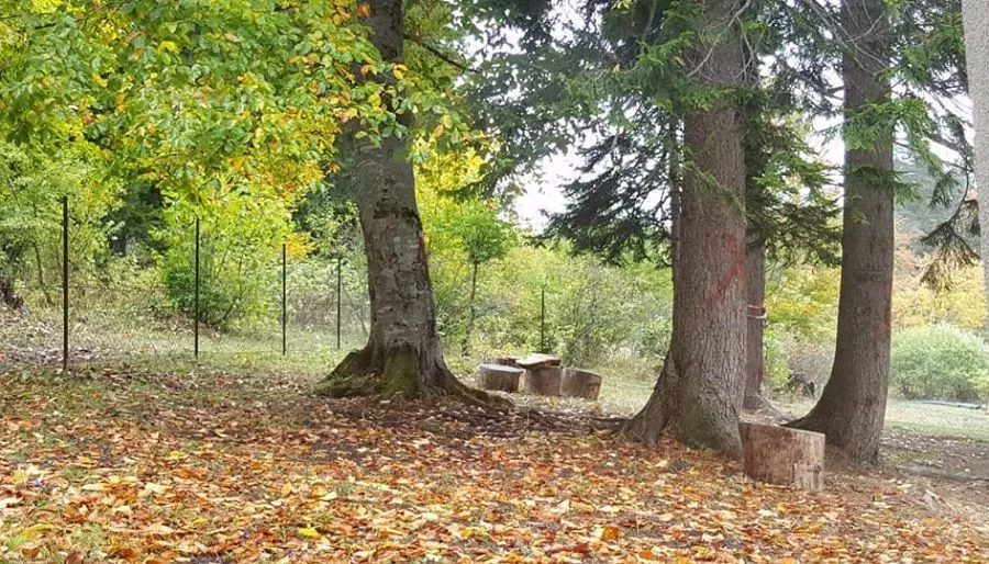 PANORAMA BAKURIANI — Photo 2