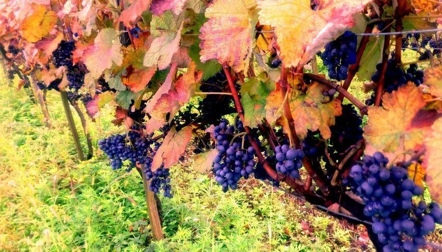 Wine house & L'Auberge Dadianebi — Photo 4